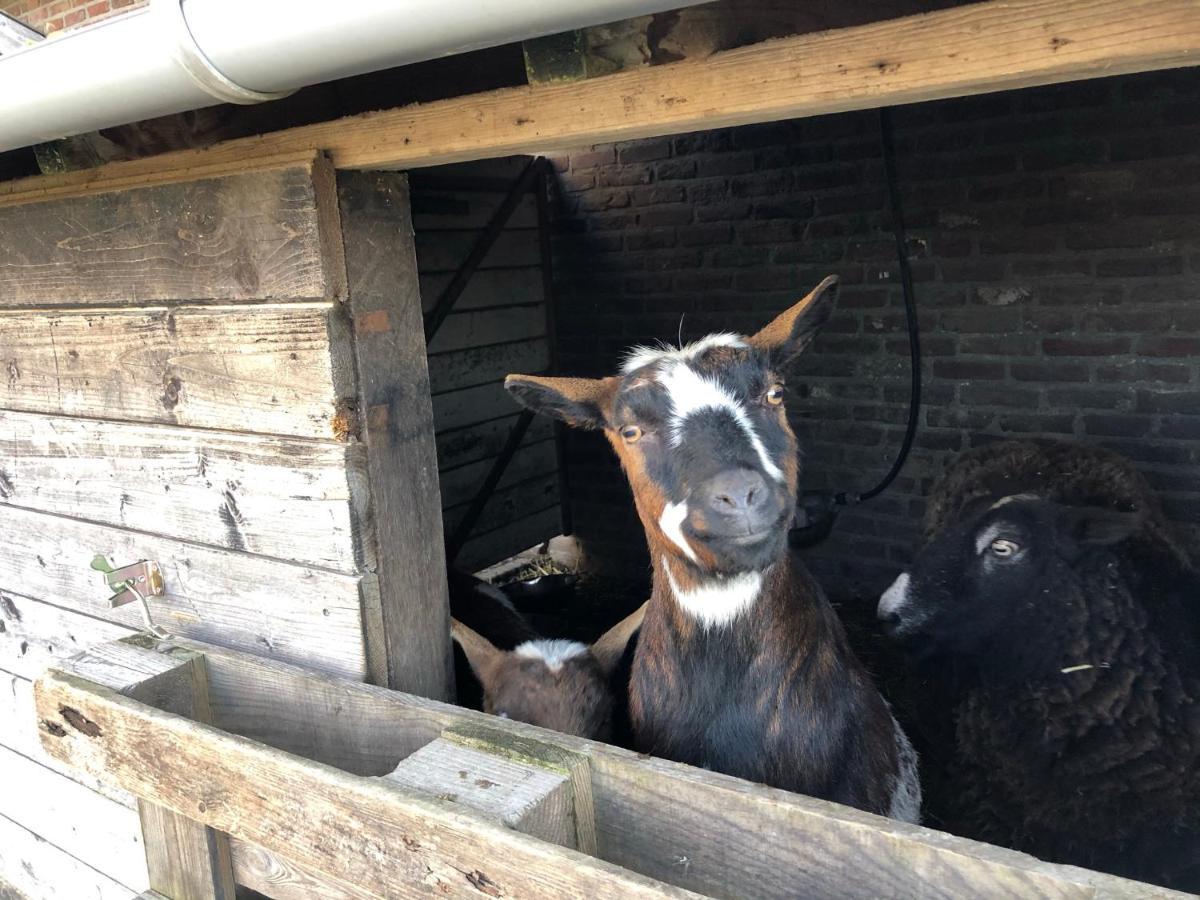 Hoeve De Binnenplaets Schimmert Exteriör bild